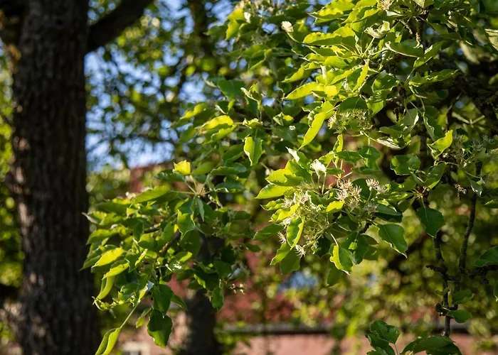 Gulfhof Boomgaarden Boomgaarden 1 Mettje Lejlighed